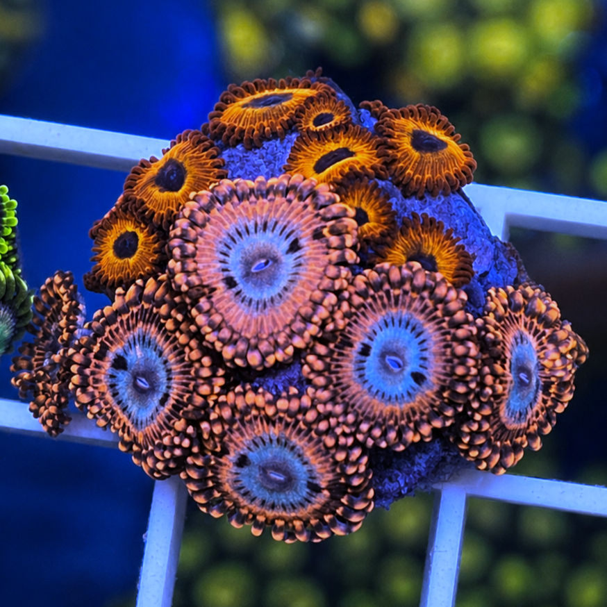 Utter Peace Zoas - WYSIWYG coral at Lazy's Coral House.