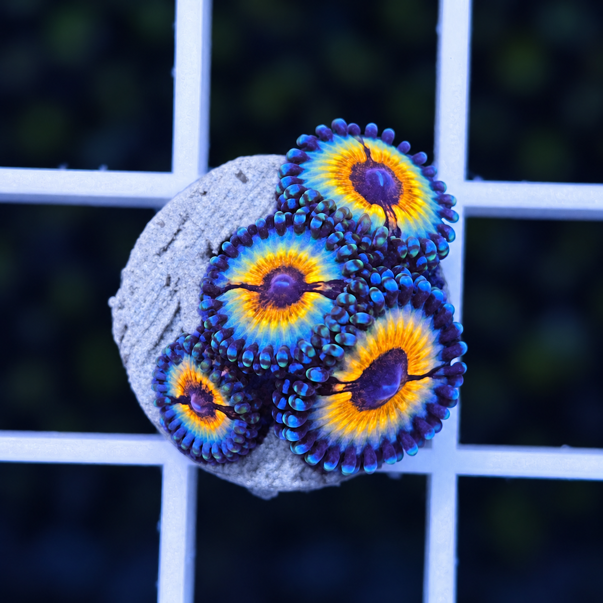 Vamps in Drag Zoas - WYSIWYG coral at Lazy's Coral House