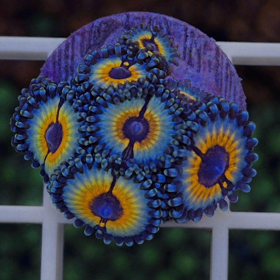 Vamps in Drag Zoas - WYSIWYG coral at Lazy's Coral House.