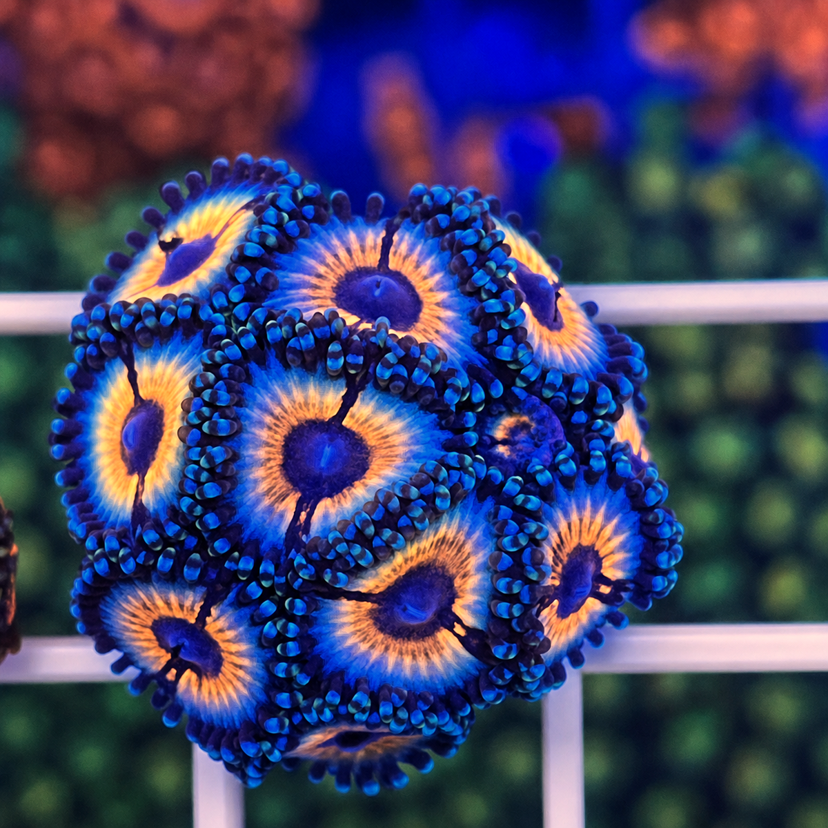 Vamps in Drag Zoas - WYSIWYG coral at Lazy's Coral House.