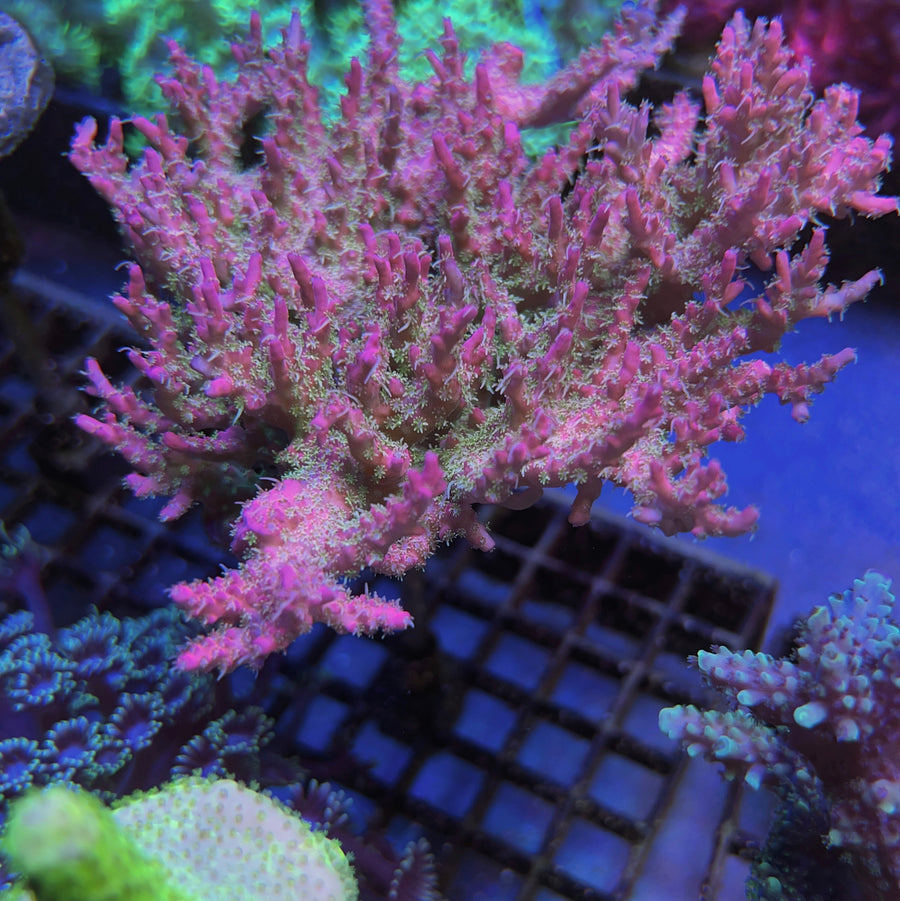 Vivid Confetti Acropora coral at Lazy's Coral House