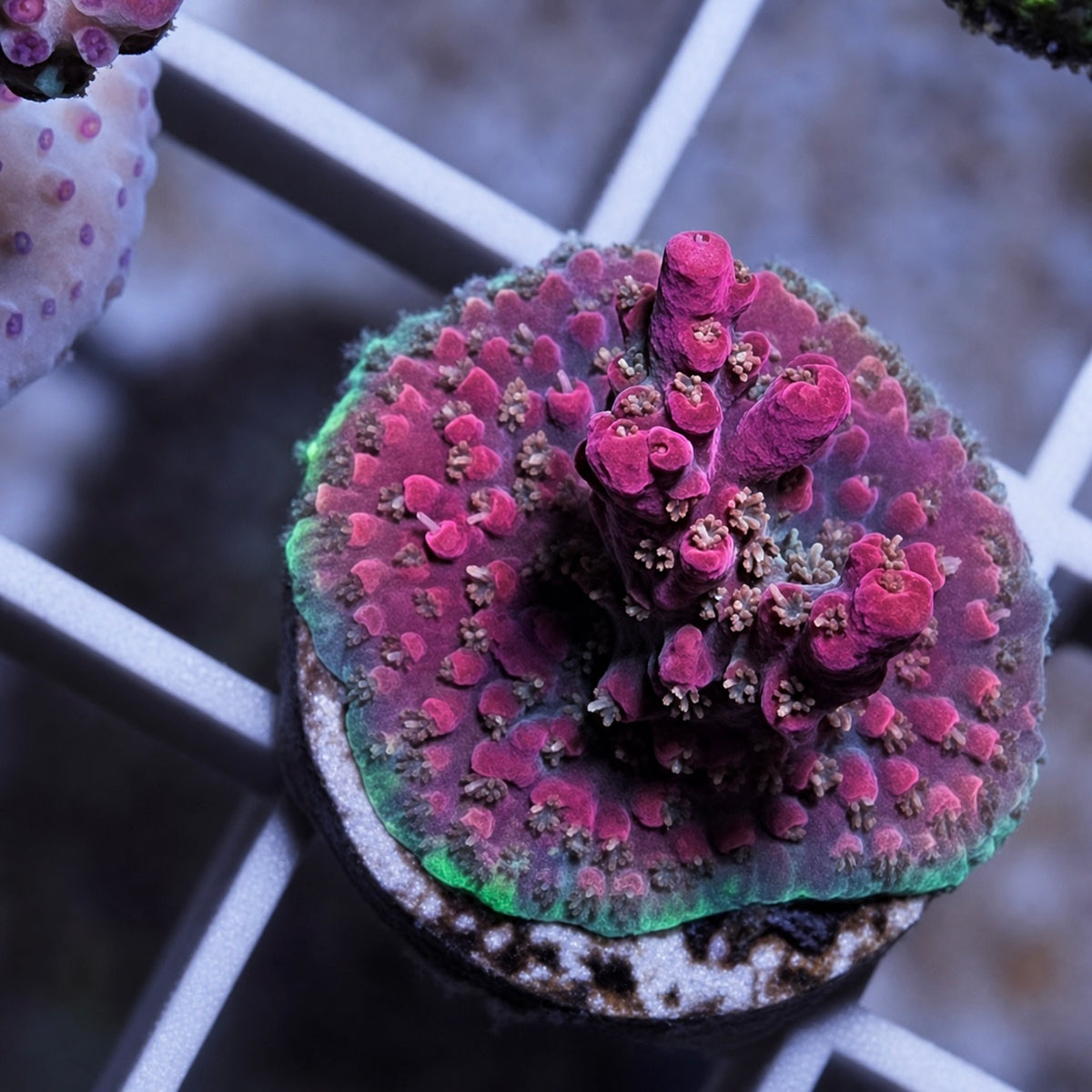 Vivid Confetti Acropora - WYSIWYG coral at Lazy's Coral House.