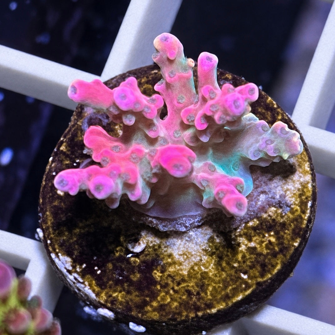 Vivid Confetti Acropora - WYSIWYG coral at Lazy's Coral House.