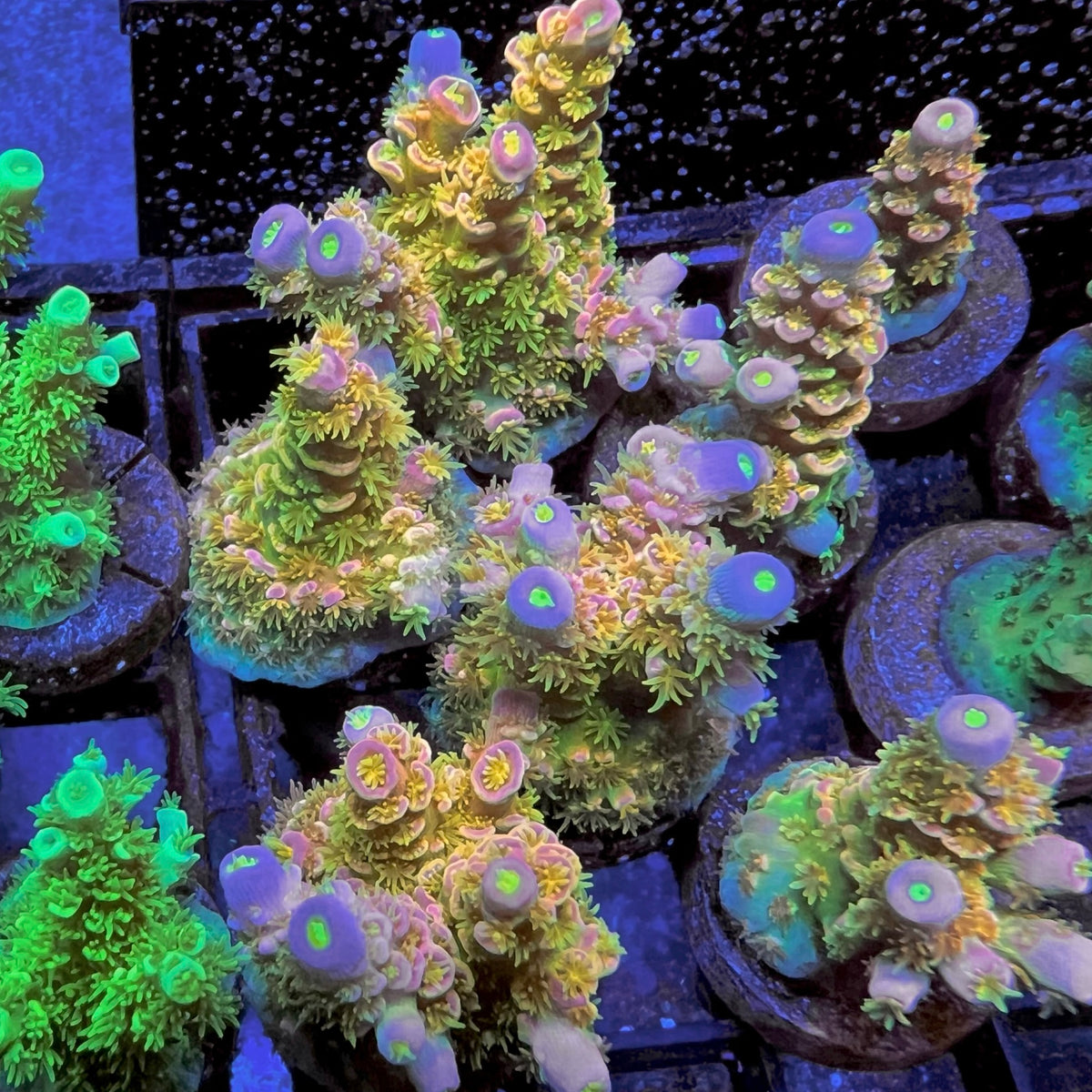 Walt Disney Acropora coral at Lazy's Coral House