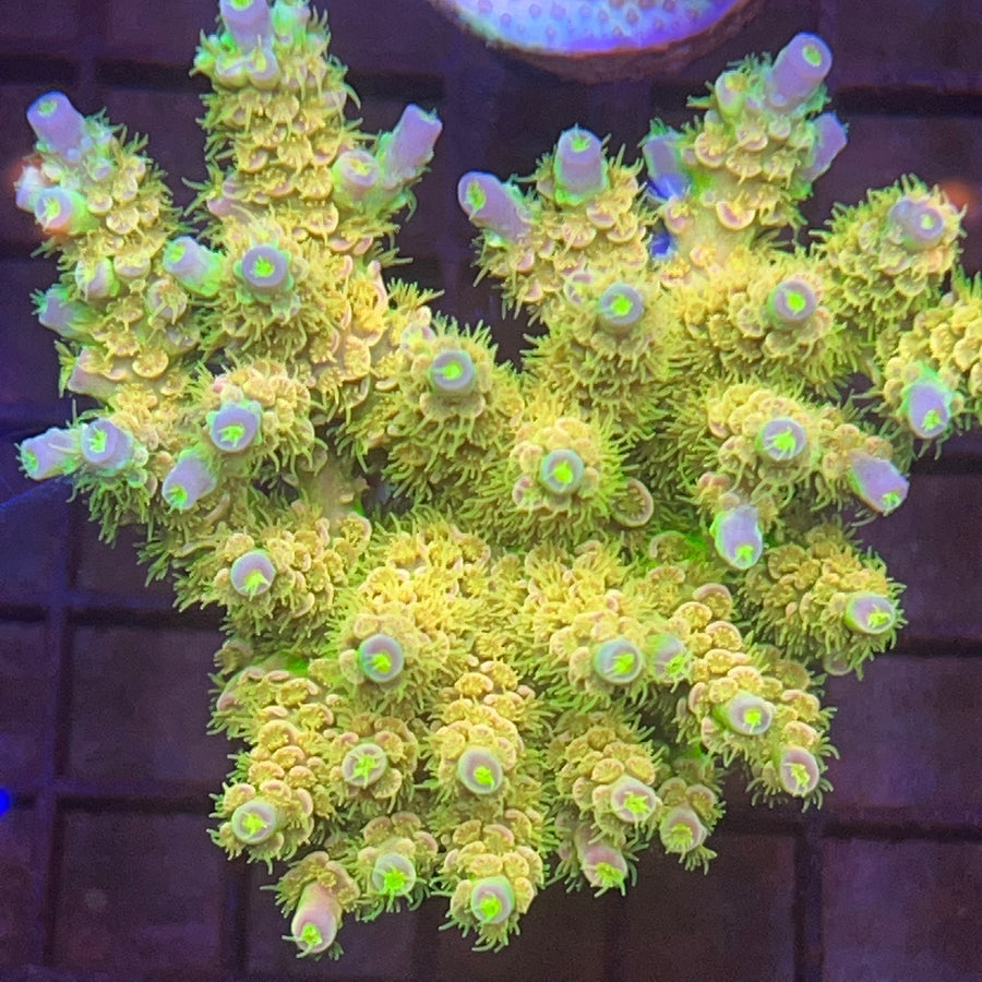 Walt Disney Acropora coral at Lazy's Coral House