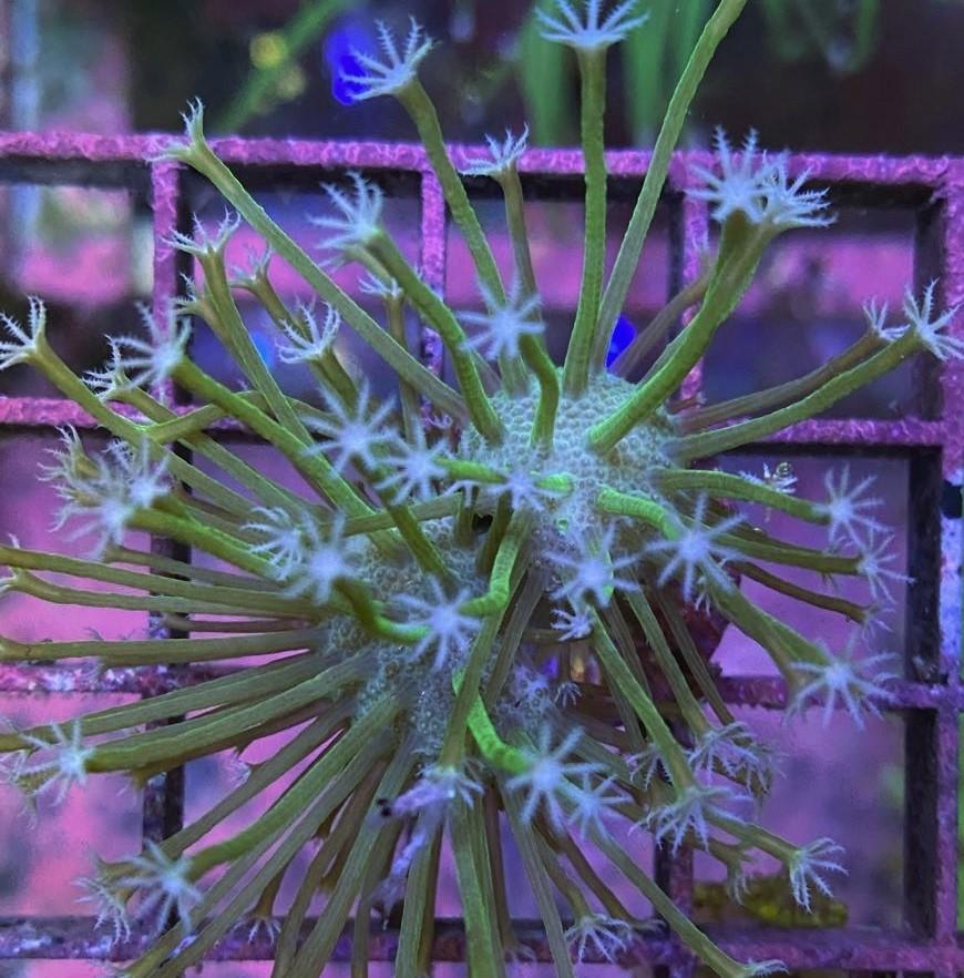 Weeping Willow Toadstool coral at Lazy's Coral House