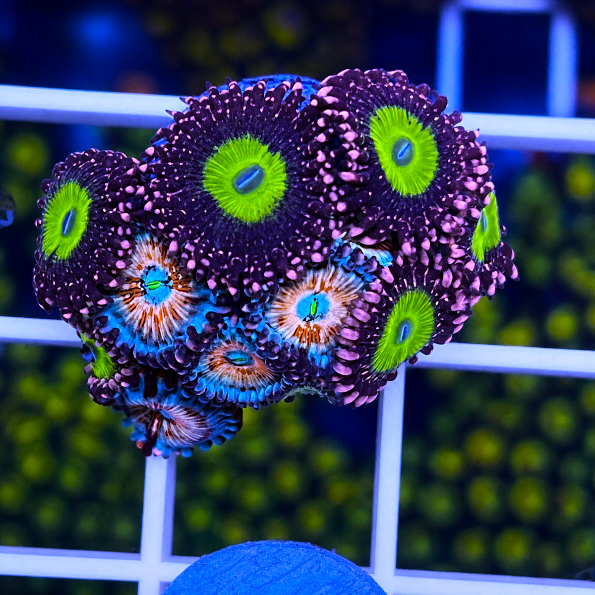 White Zombies Zoas - Chuckys X Mix - WYSIWYG coral at Lazy's Coral House.
