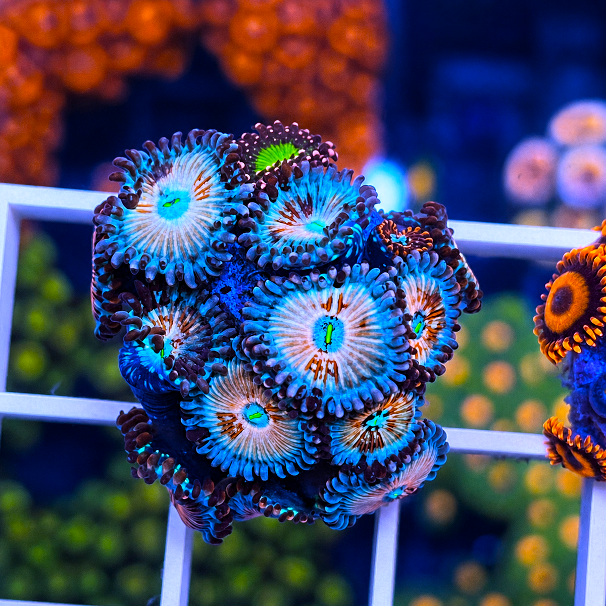 White Zombies Zoas - WYSIWYG coral at Lazy's Coral House.