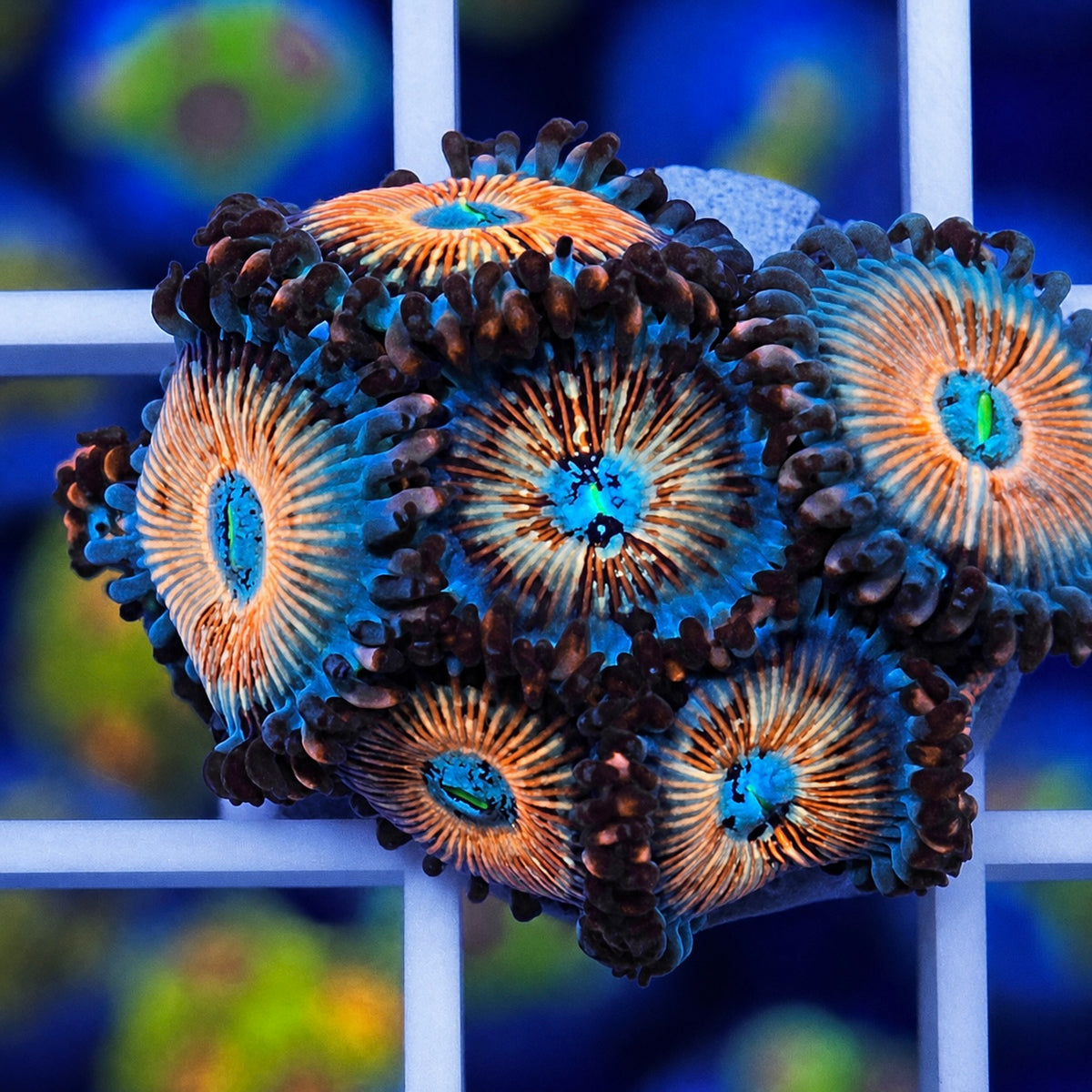 White Zombies Zoas - WYSIWYG coral at Lazy's Coral House.