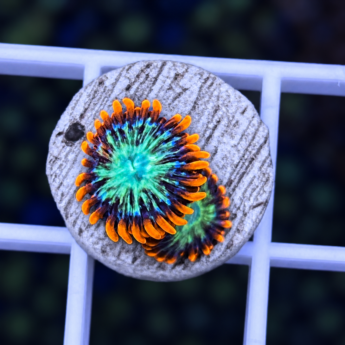 WWC Astral Shift Zoas - WYSIWYG coral at Lazy's Coral House