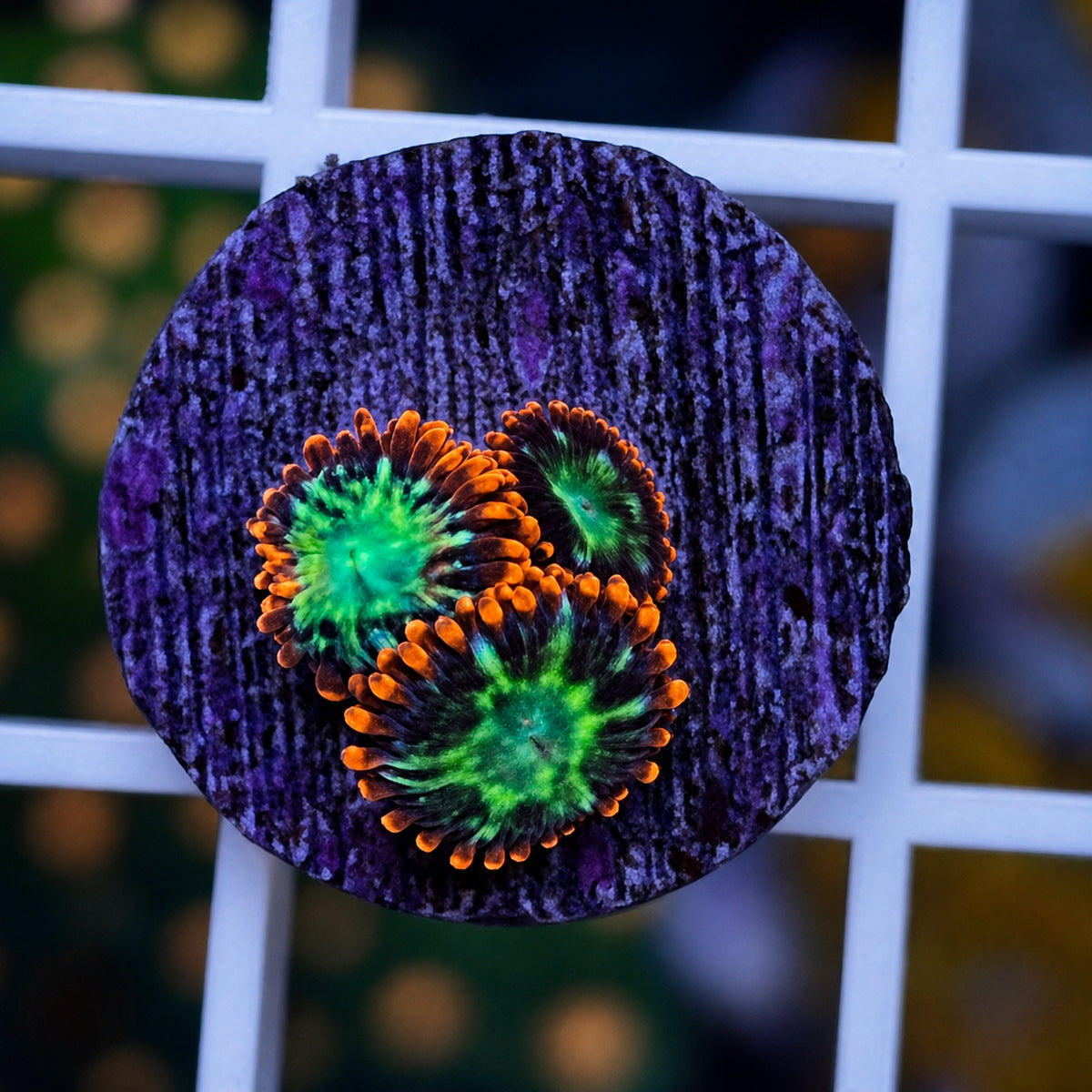 WWC Astral Shift Zoas - WYSIWYG coral at Lazy's Coral House.