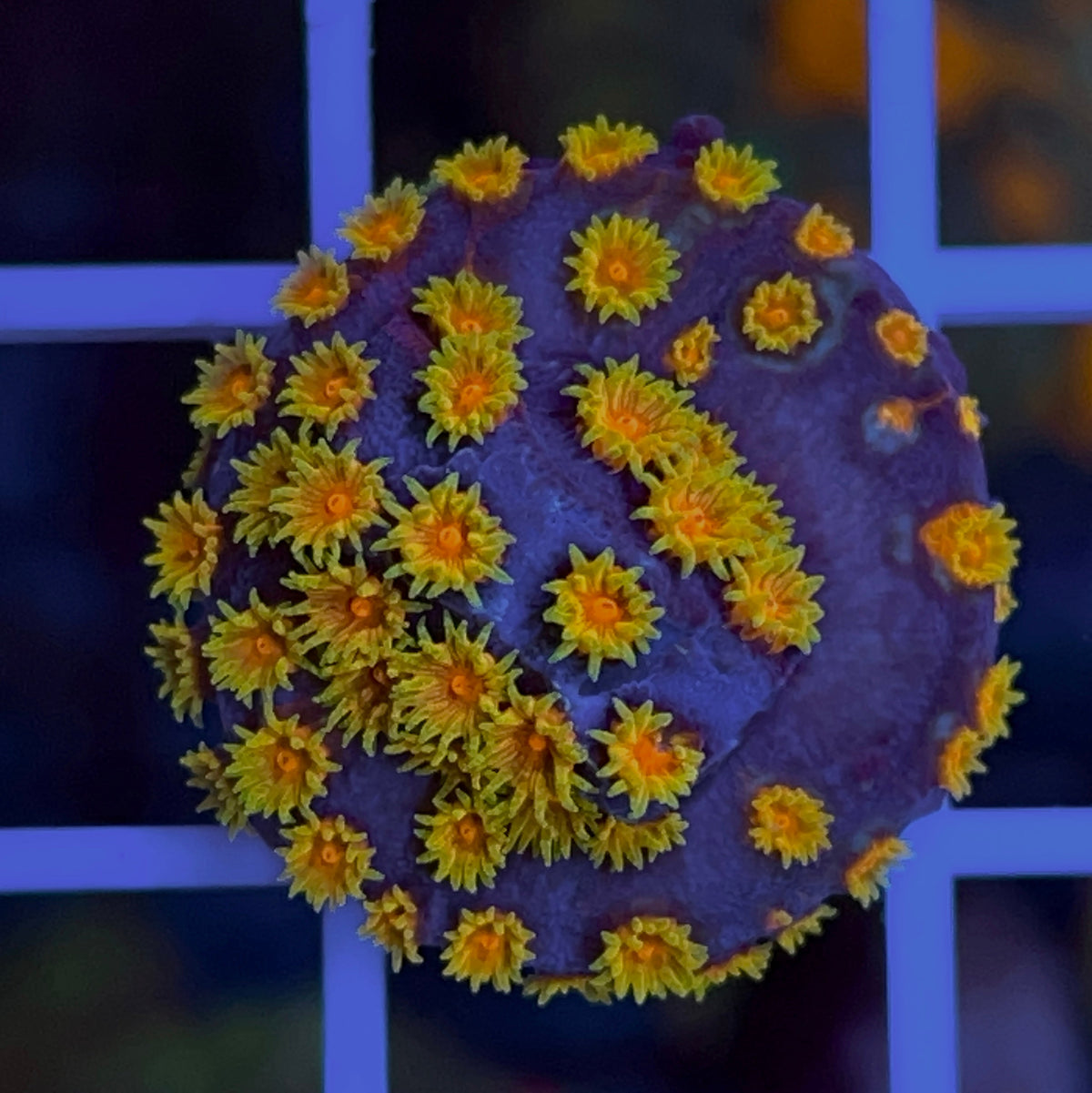WWC Bizzaro Cyphastrea coral at Lazy's Coral House