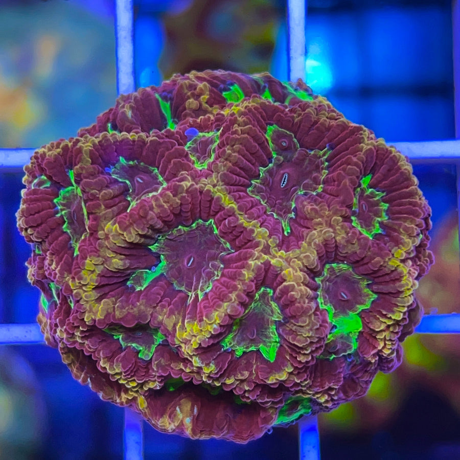 WWC Blood Diamond Favia coral at Lazy's Coral House