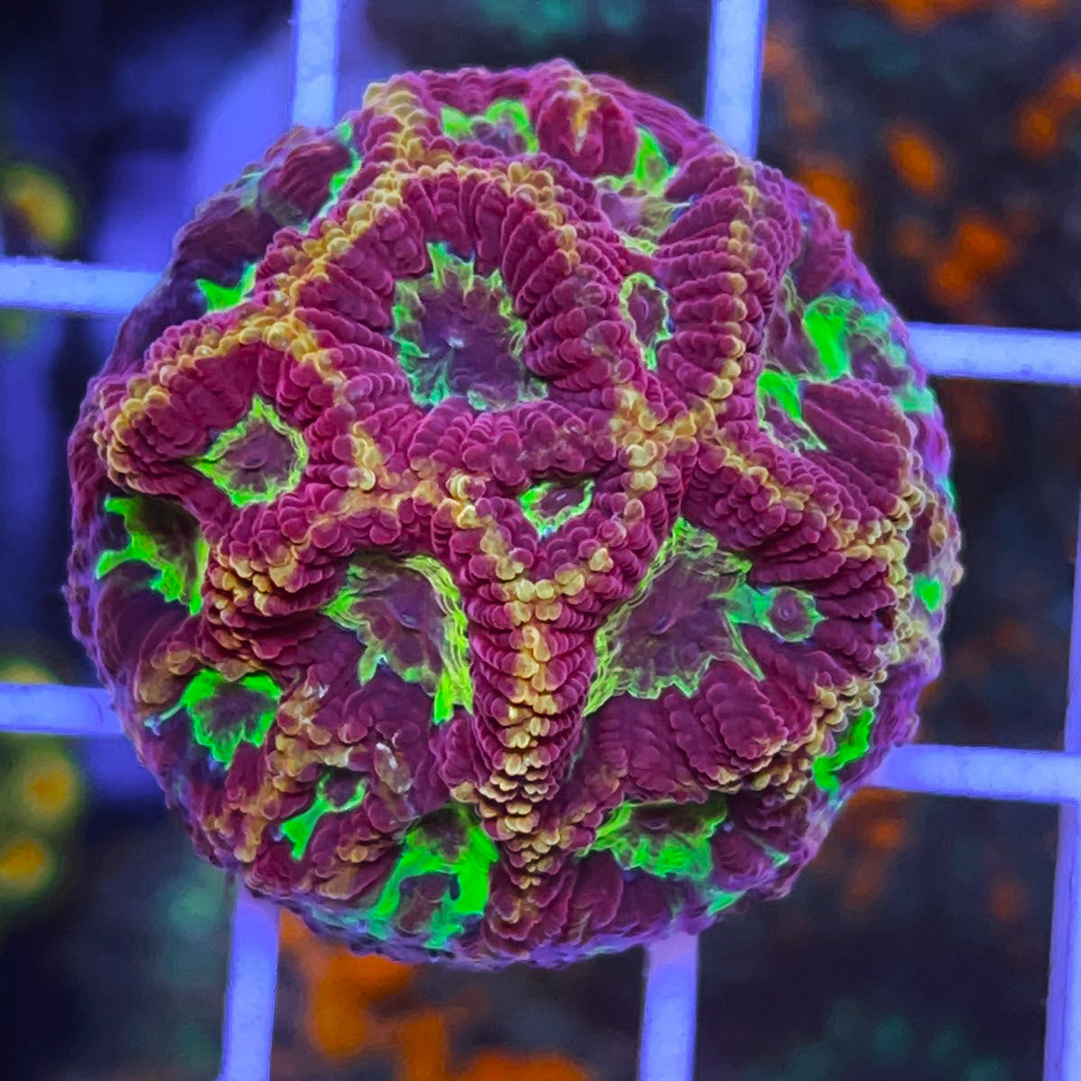 WWC Blood Diamond Favia coral at Lazy's Coral House