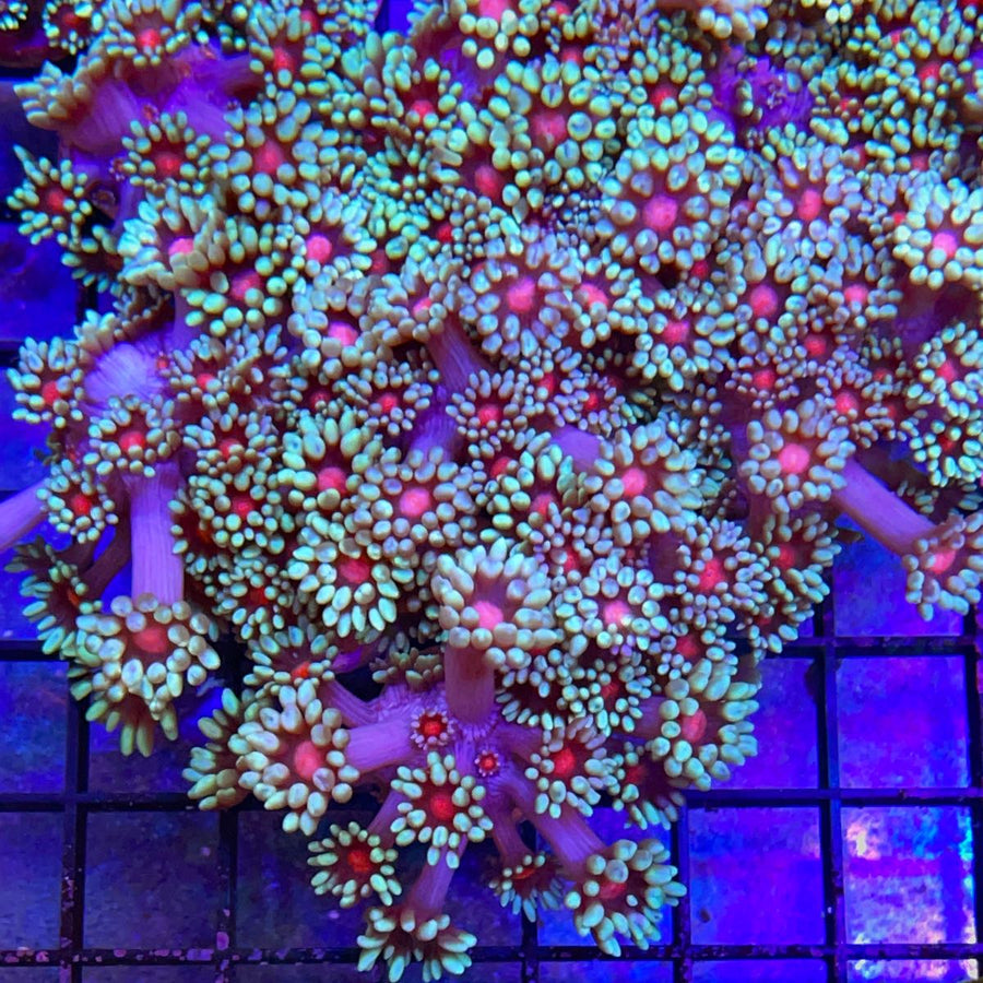 WWC Blood Shot Goniopora coral at Lazy's Coral House