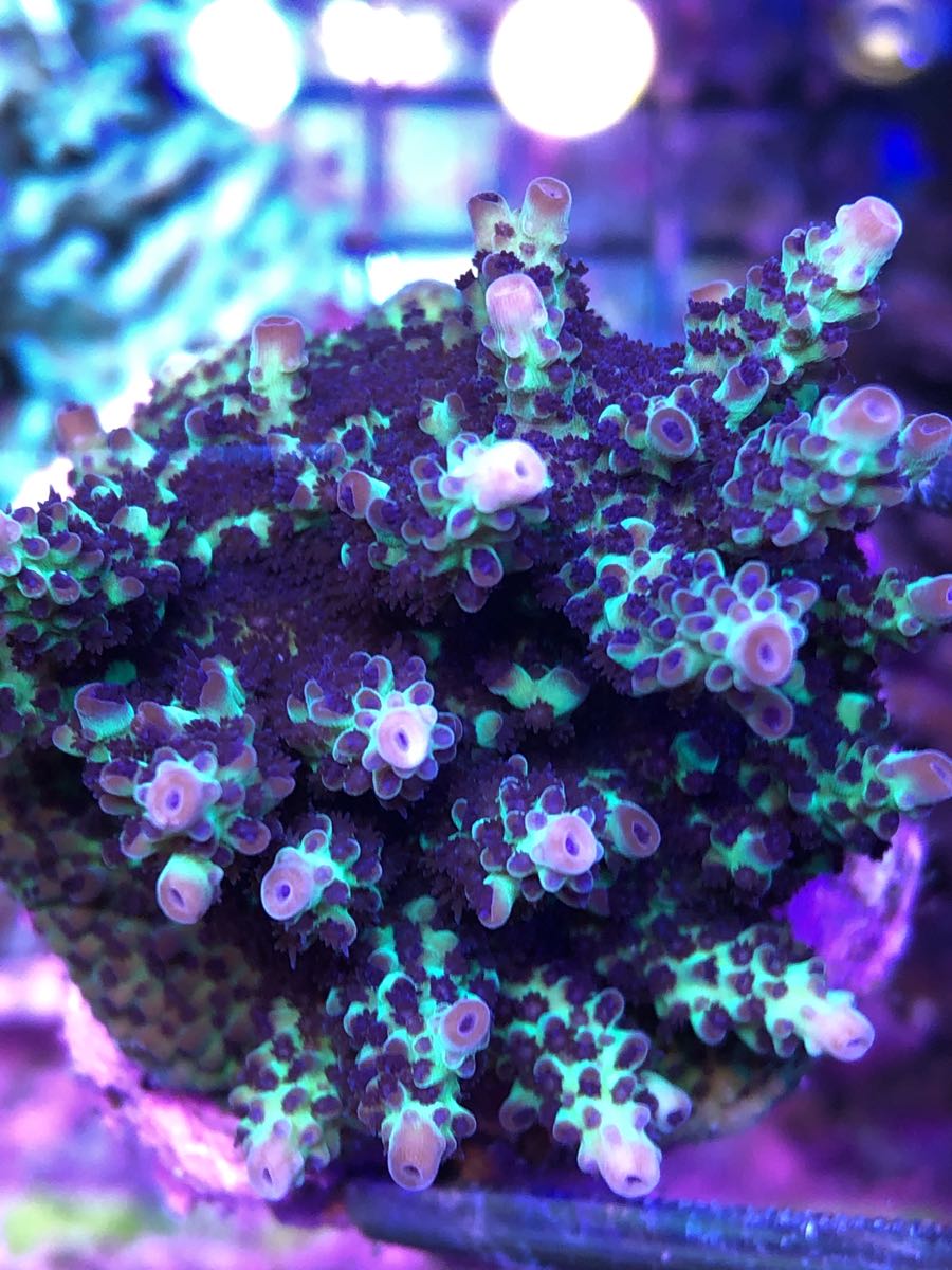 WWC Blueberry Acropora coral at Lazy's Coral House
