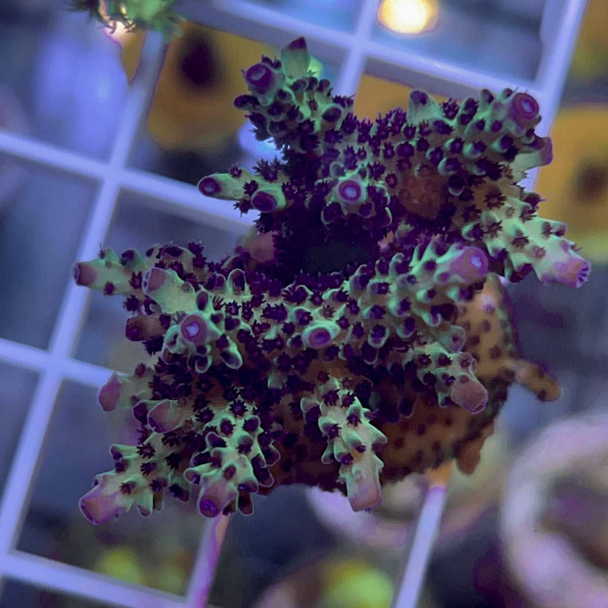 WWC Blueberry Acropora coral at Lazy's Coral House