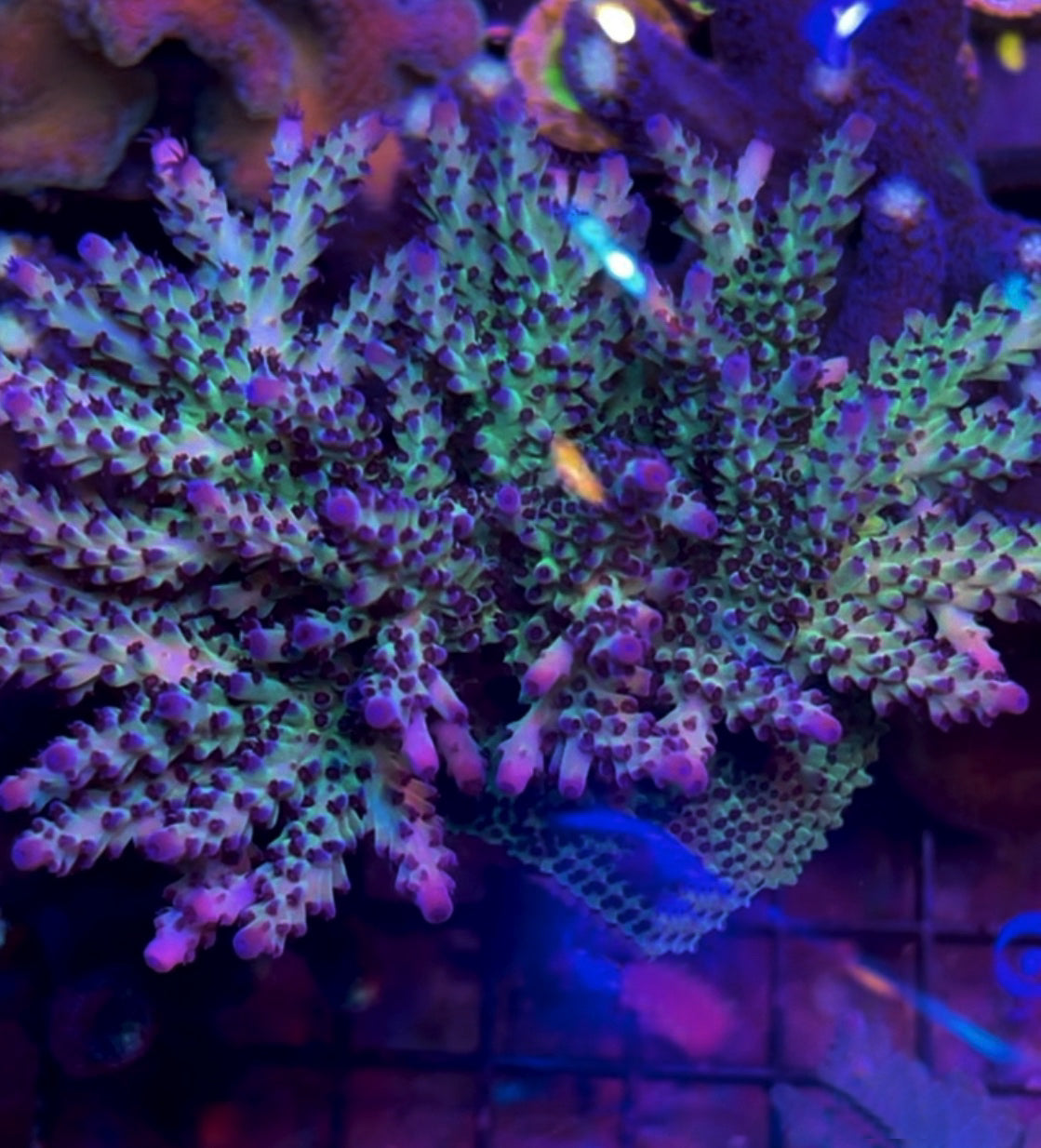 WWC Blueberry Acropora coral at Lazy's Coral House