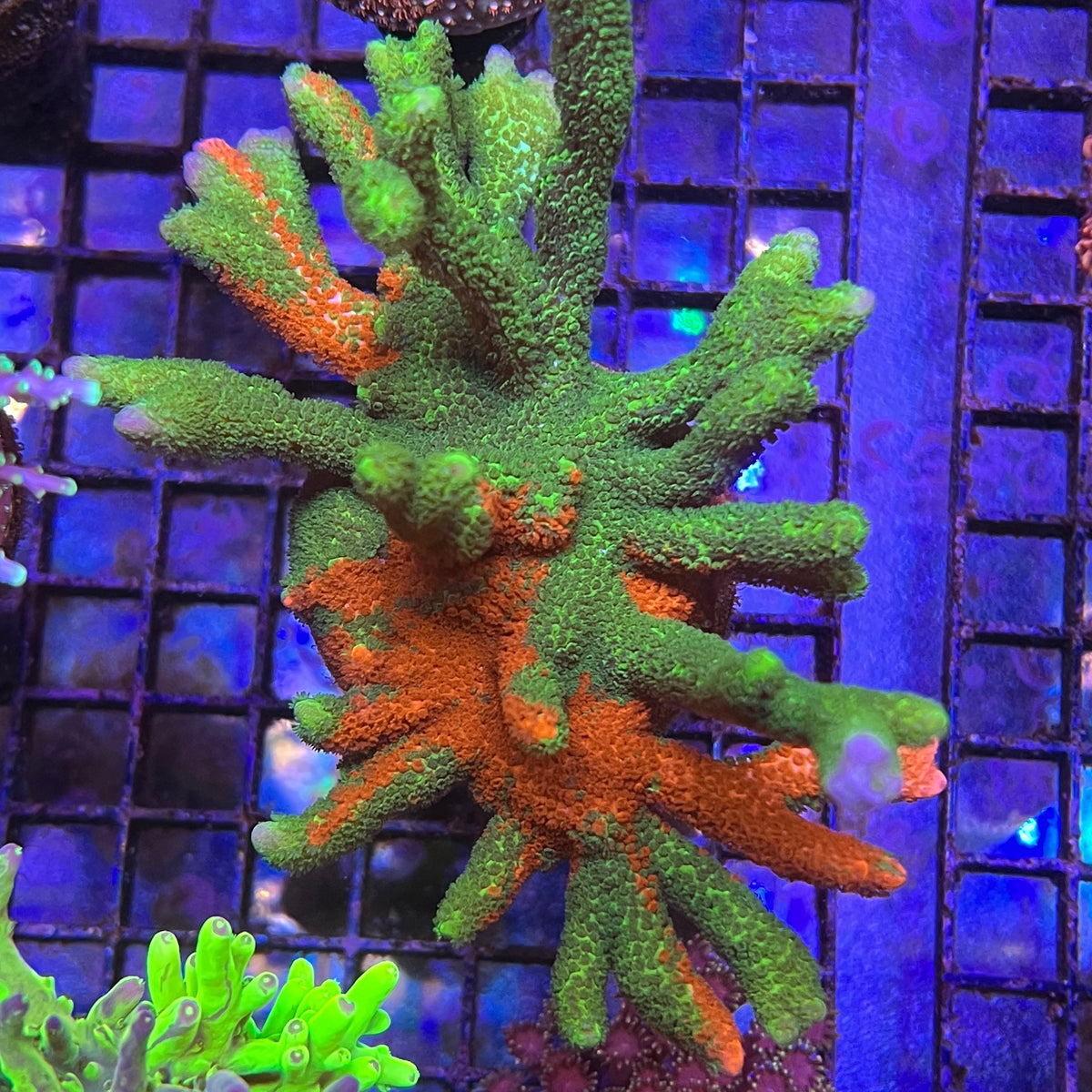 WWC Contraband Montipora Digitata coral at Lazy's Coral House