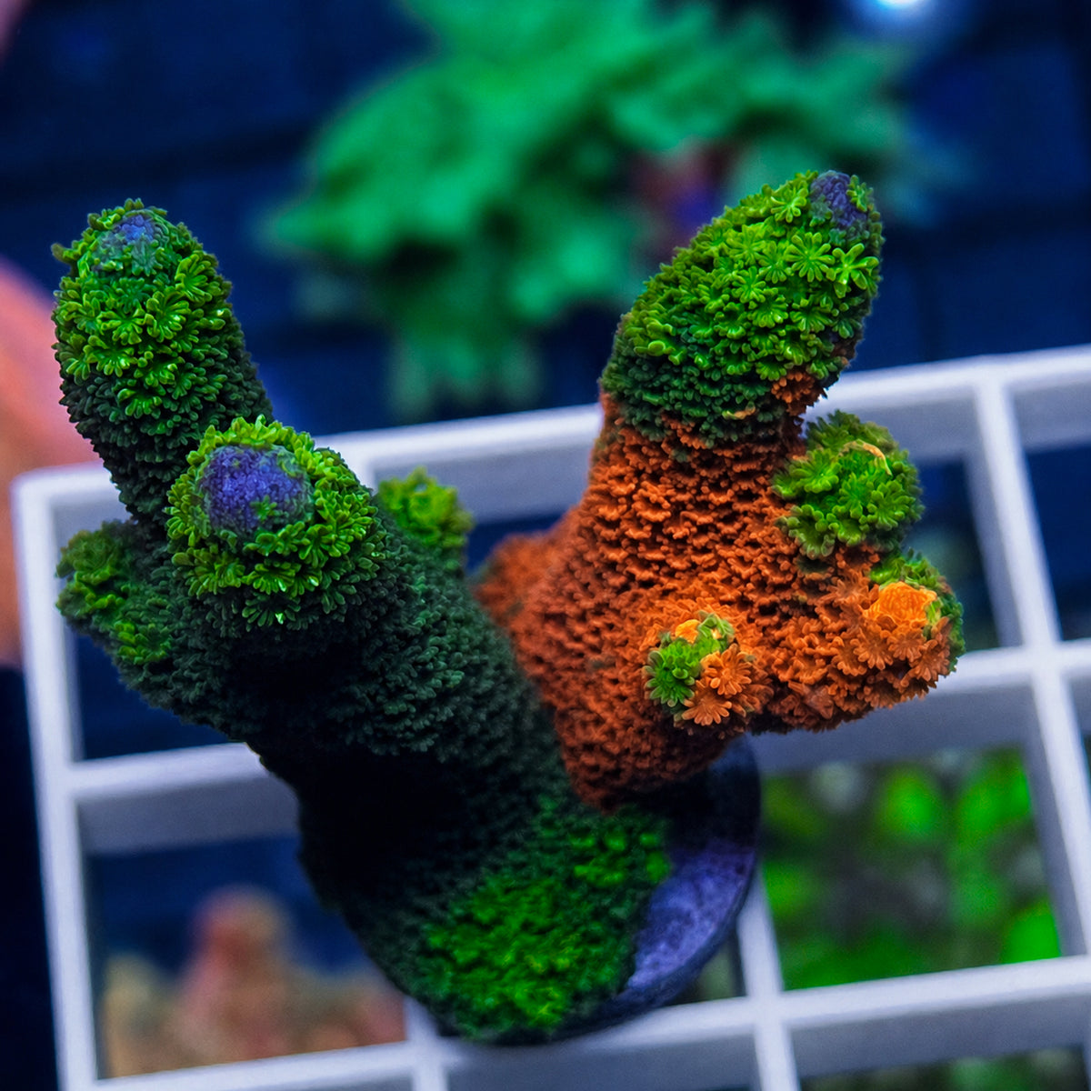 WWC Contraband Montipora Digitata - WYSIWYG coral at Lazy's Coral House.