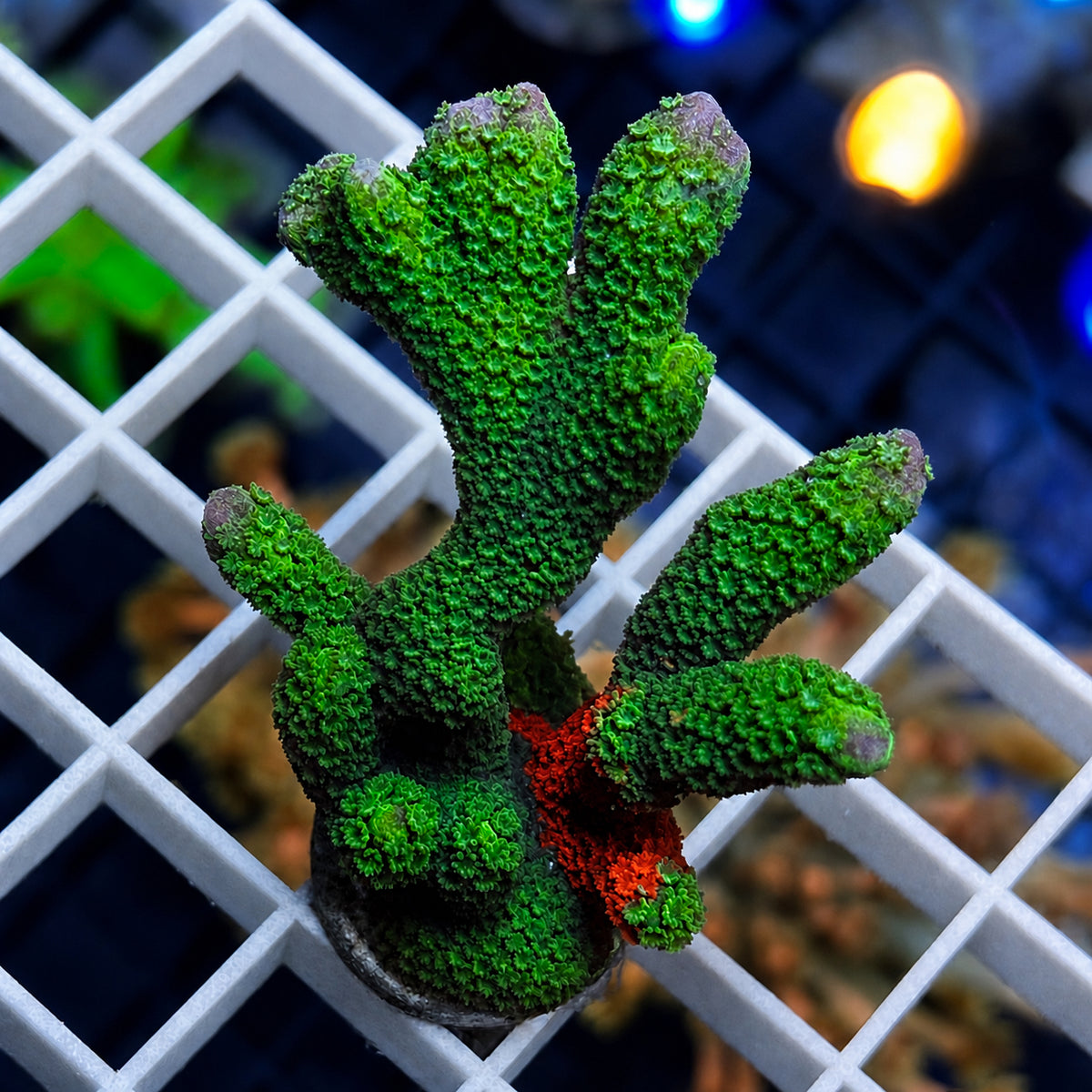 WWC Contraband Montipora Digitata - WYSIWYG coral at Lazy's Coral House.