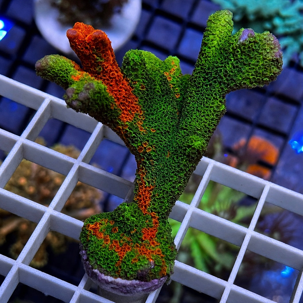 SPS Corals for Sale | Lazy's Coral House