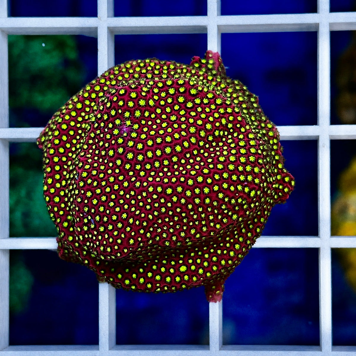 WWC Electric Daisy Stylocoeniella - WYSIWYG coral at Lazy's Coral House.