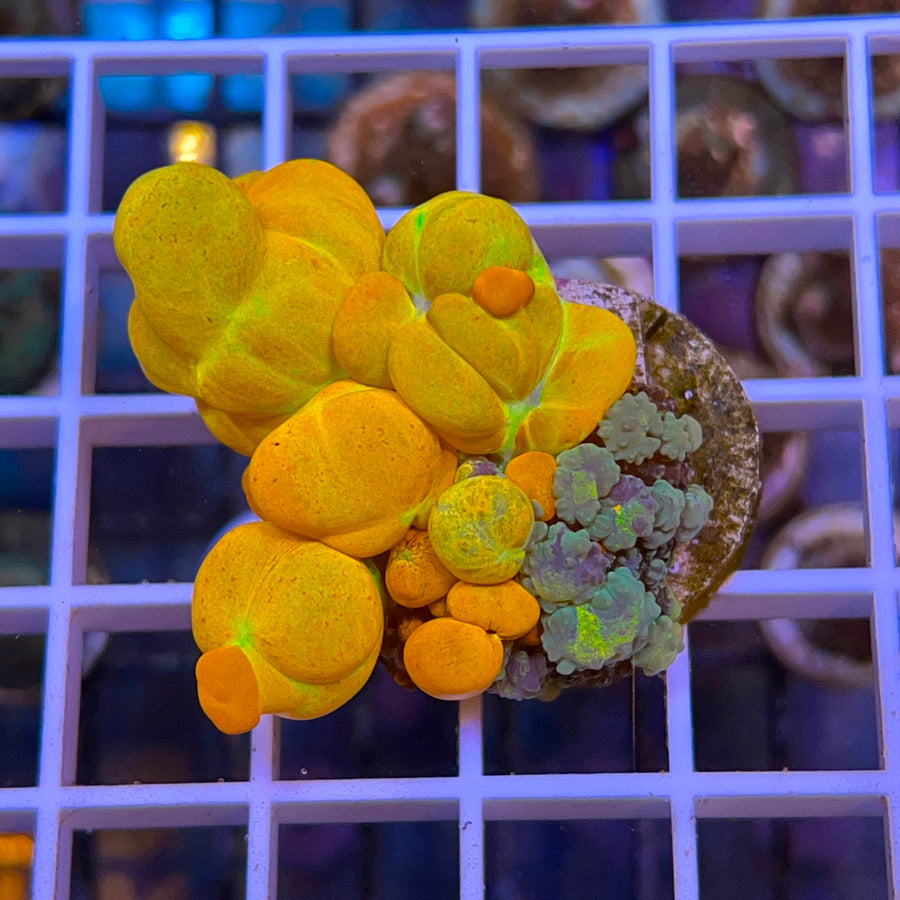 WWC OG Bounce Mushroom coral at Lazy's Coral House