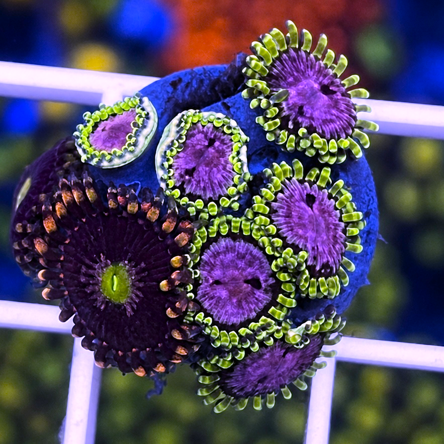WWC Purple Monsters Zoas - Mix - WYSIWYG coral at Lazy's Coral House.