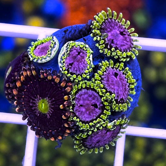 WWC Purple Monsters Zoas - Mix - WYSIWYG coral at Lazy's Coral House.