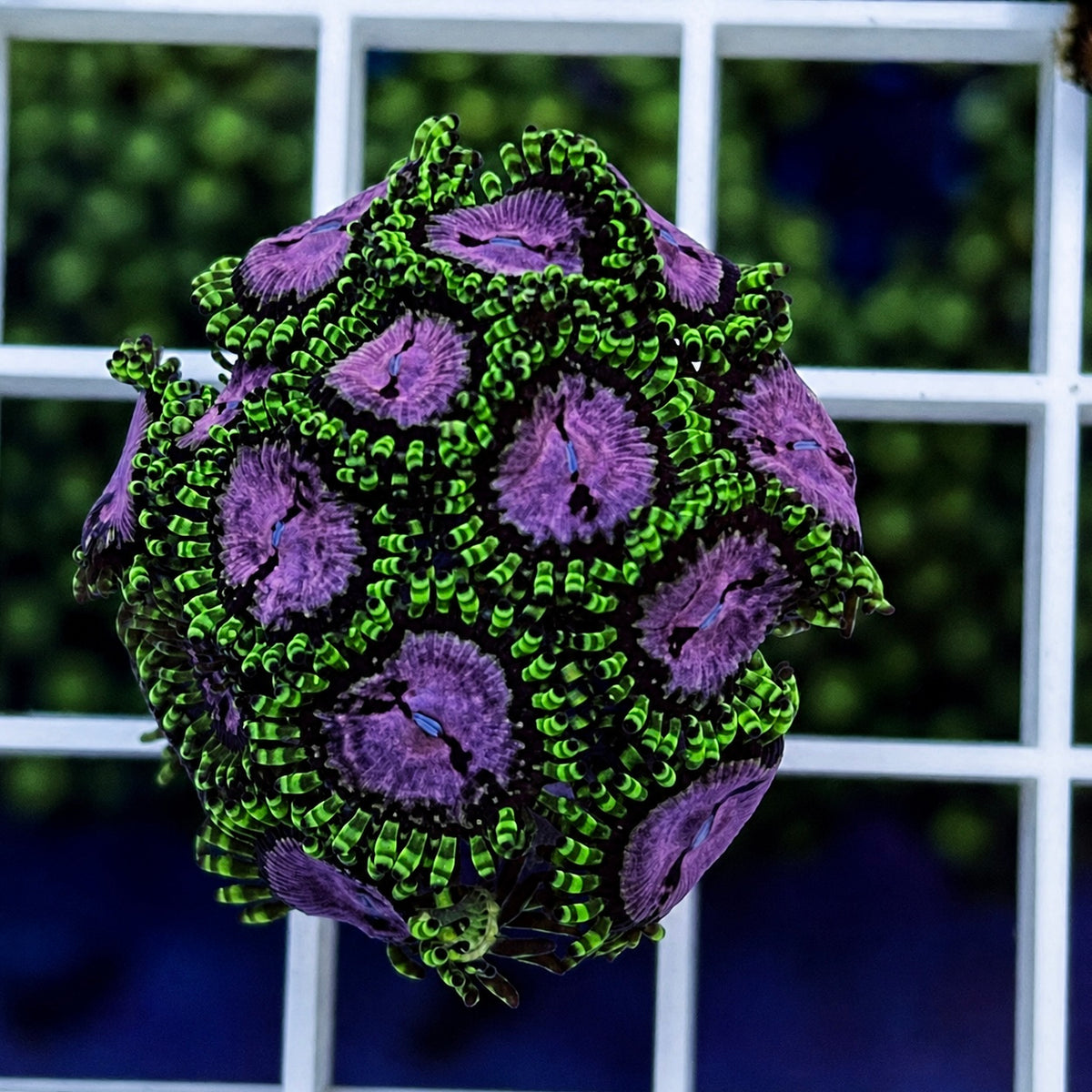 WWC Purple Monsters Zoas - WYSIWYG coral at Lazy's Coral House.