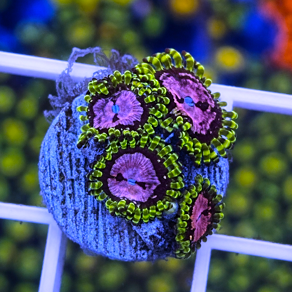 WWC Purple Monsters Zoas - WYSIWYG coral at Lazy's Coral House.