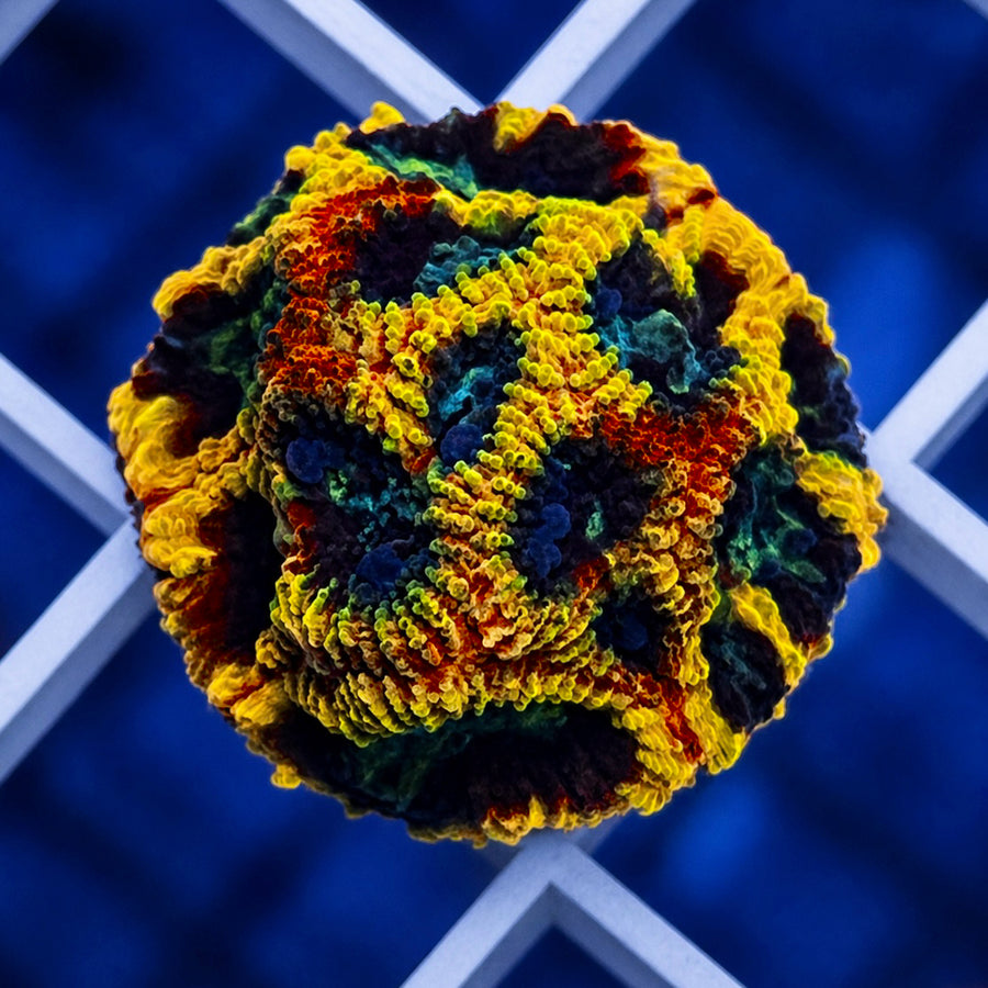Yellow Submarine Favia coral at Lazy's Coral House