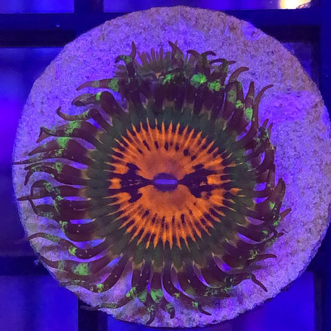 Bowtie Blasters (1p)