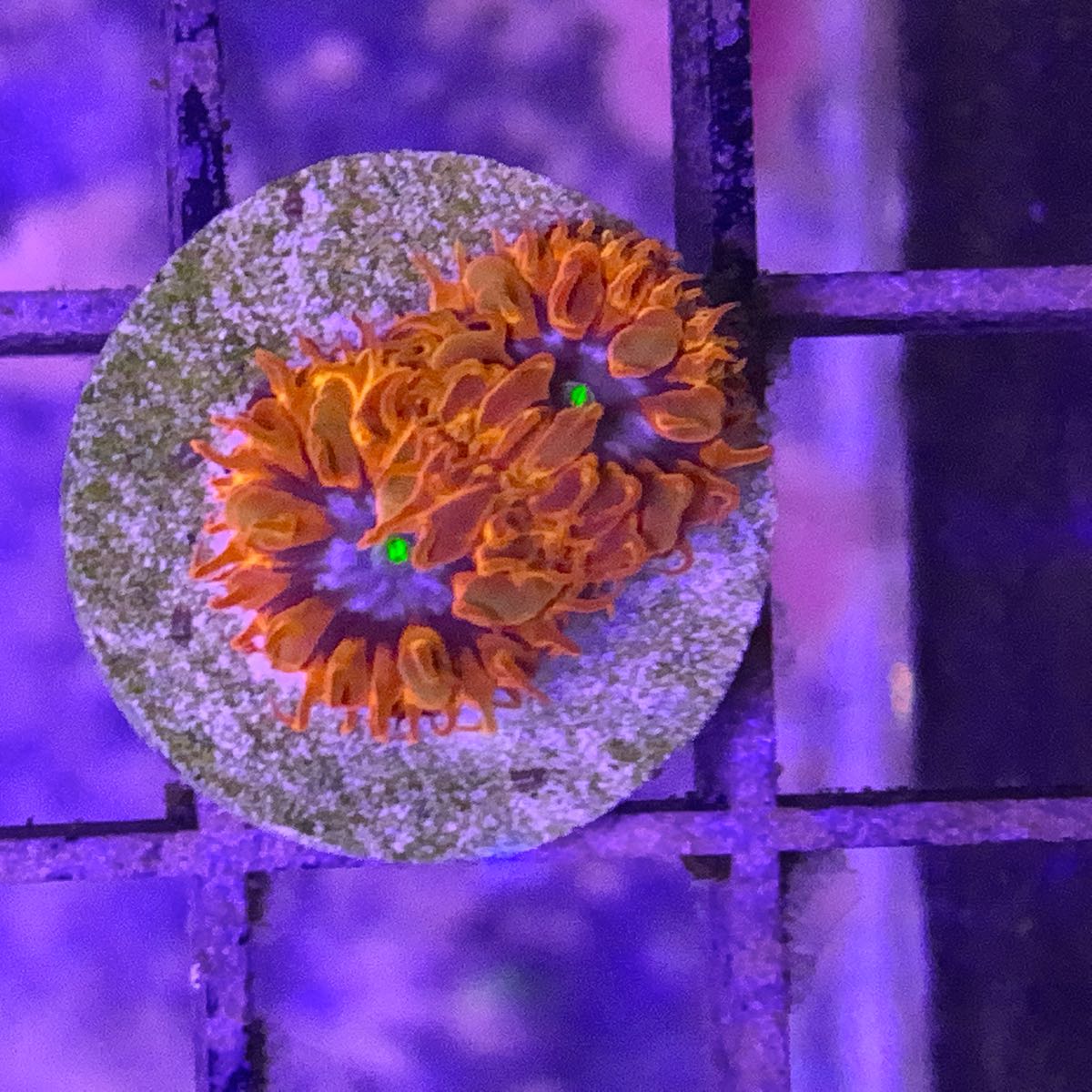Blue Raven Blasto Coral