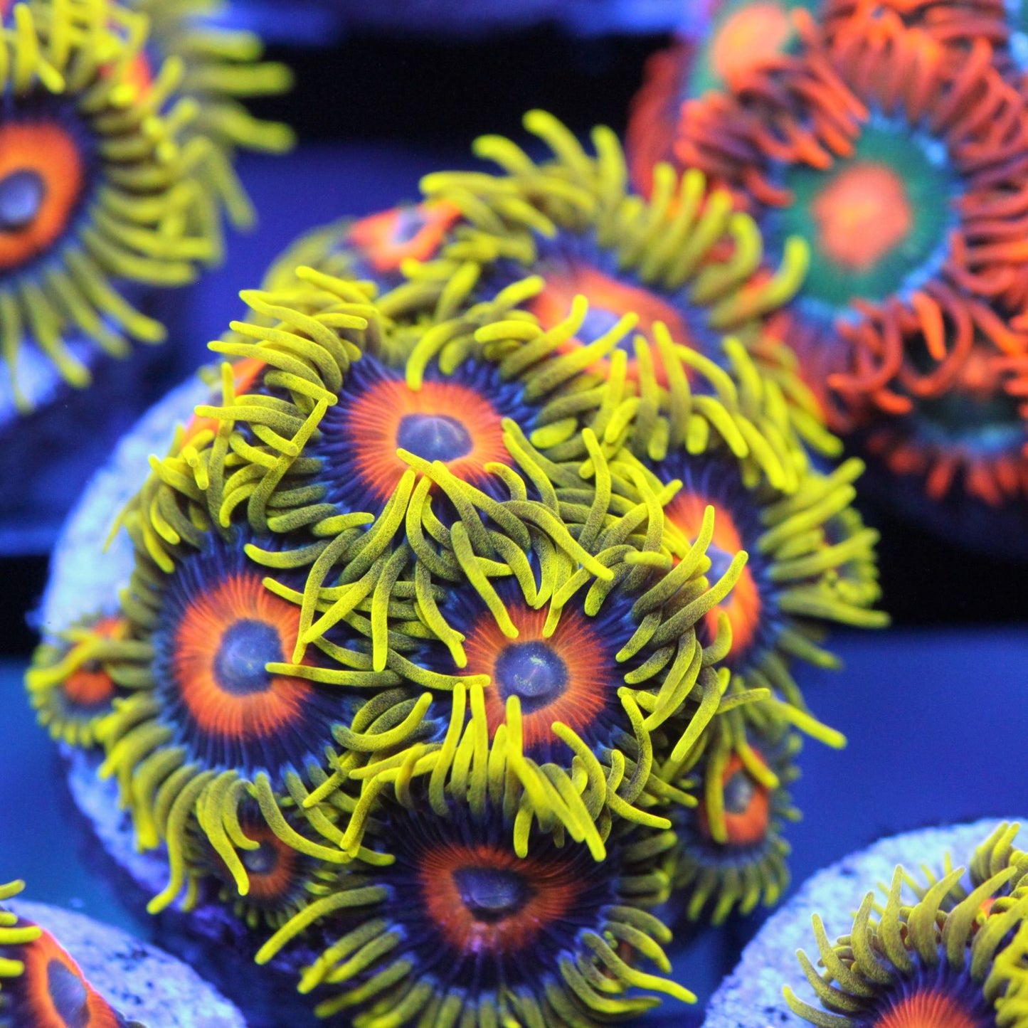 Lazy Lashes (12 Polyps)