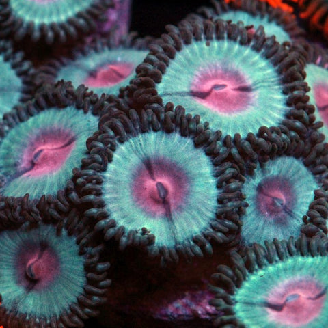 Blue Kiss / Miami Vice zoa (see description)