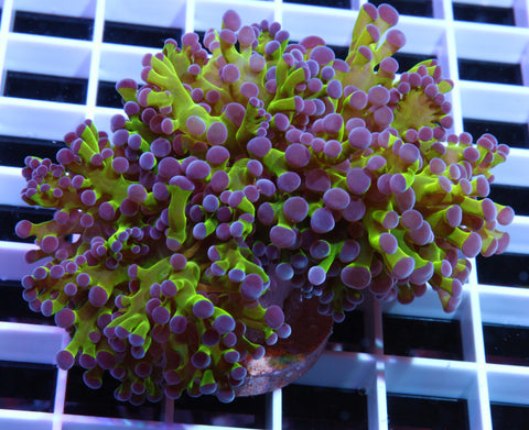 Large! Purple and Green Frogspawn