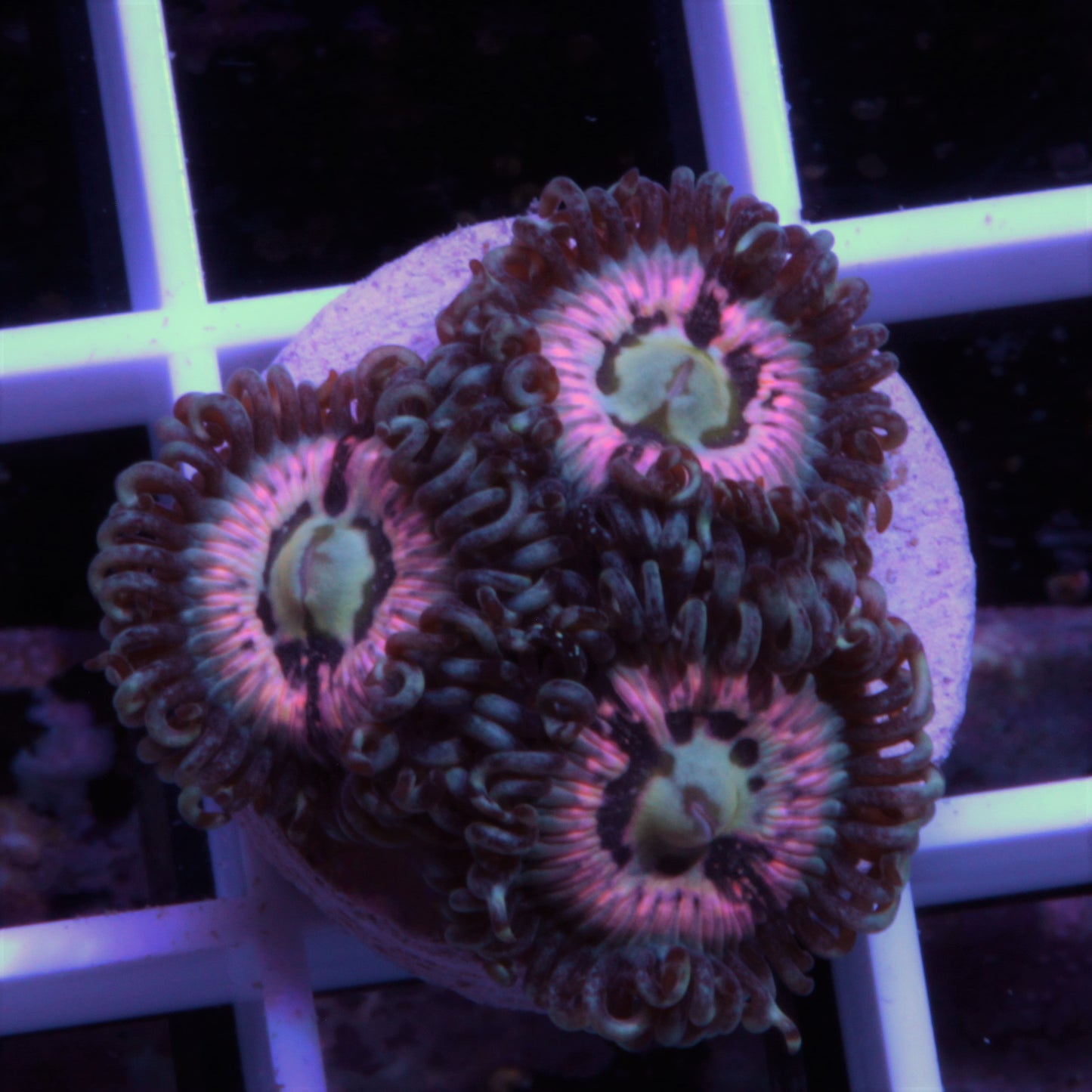 Cherry Coral Pink Constellations (3 polyp)