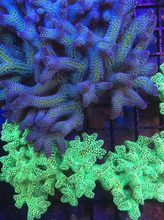 LaZys Hybrid Blue Zing (one of a kind)