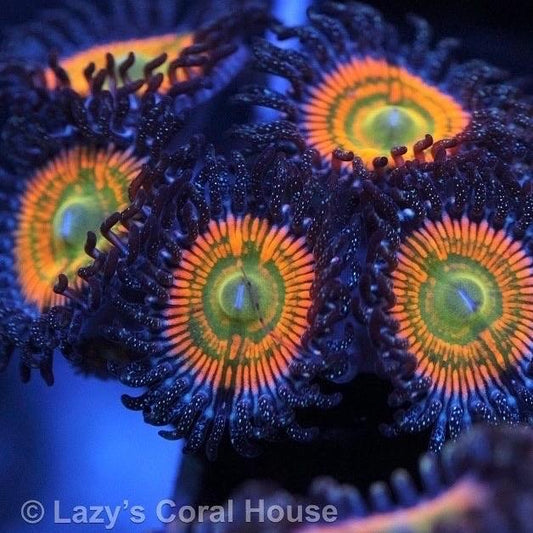 OG Sunny D's (5 Polyps)