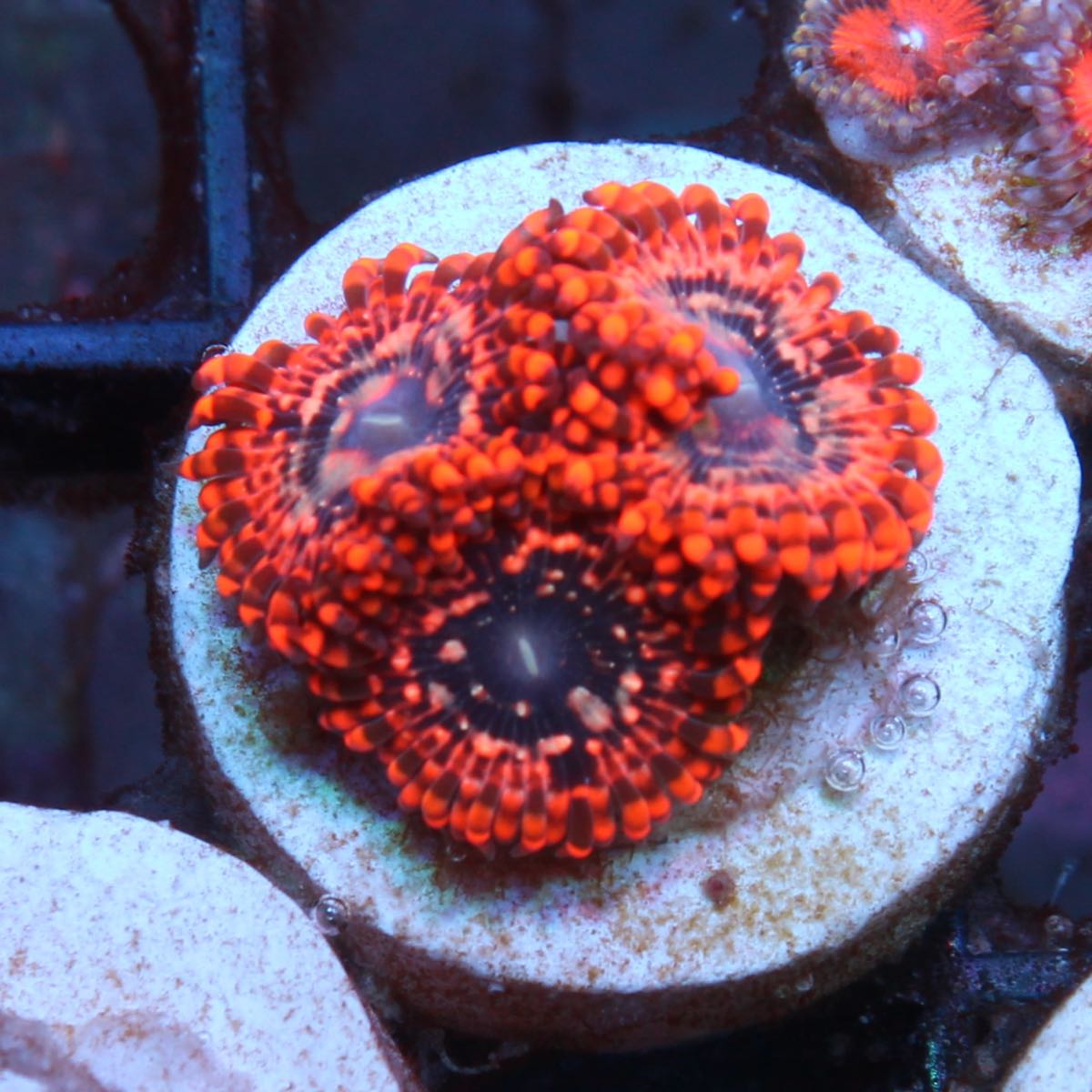 LCH Extreme Chaos (3 polyps)