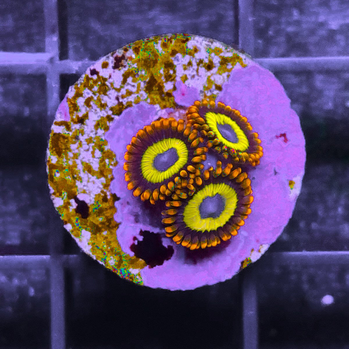 Fruit Loops (3 polyps)