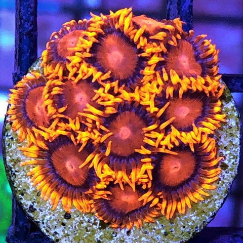 LCHBBE Bam Bam Extreme Zoa (6 polyps)