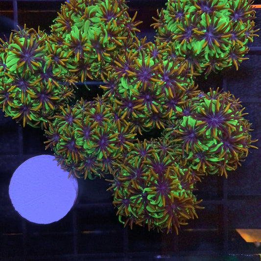 Sonic the Hedgehog Galaxea