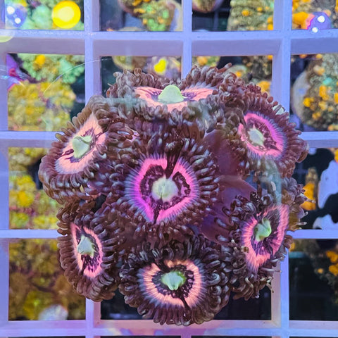 CC Pink Constellation’s (7 polyps)