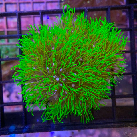 Green Star Polyps