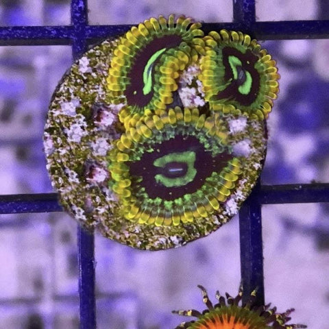 Rainbow Yodas (3 Polyps)
