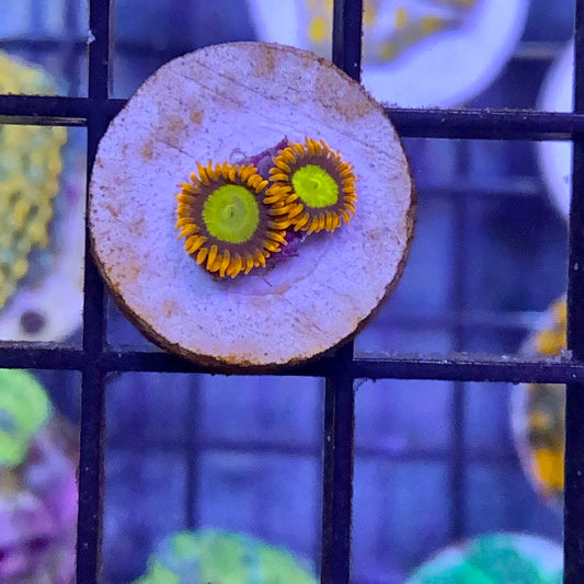 Mandarin Orange Zoa (2 polyps)