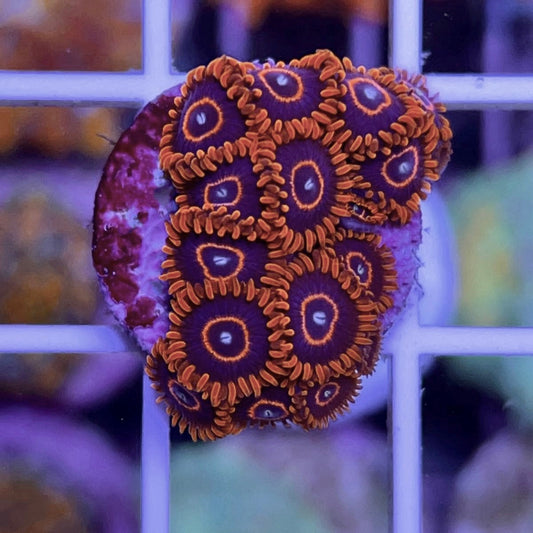Red Hornets Zoas (13 polyps!)